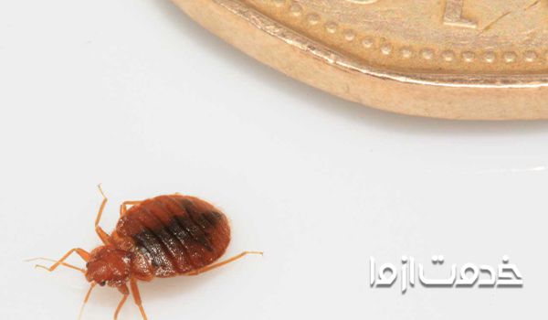 راههای کشتن ساس با گوگرد